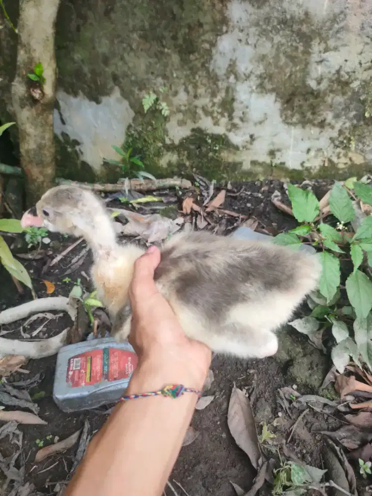 Anak angsa banggla sepasang