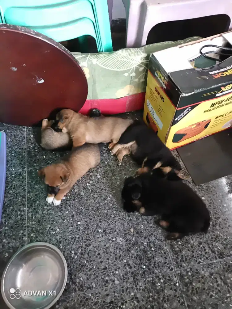 Anjing mix 5 ekor coklat Dan hitam