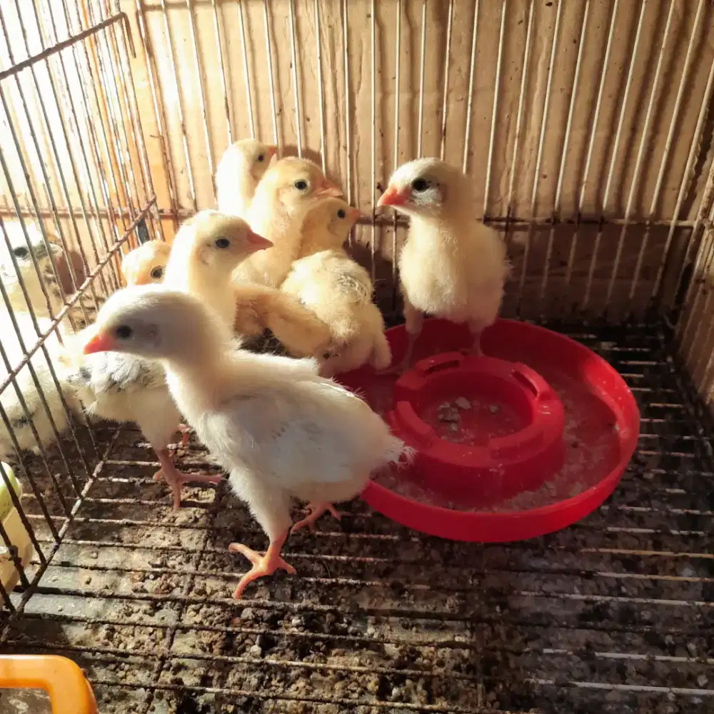Doc/anakan ayam kampung petelur elba