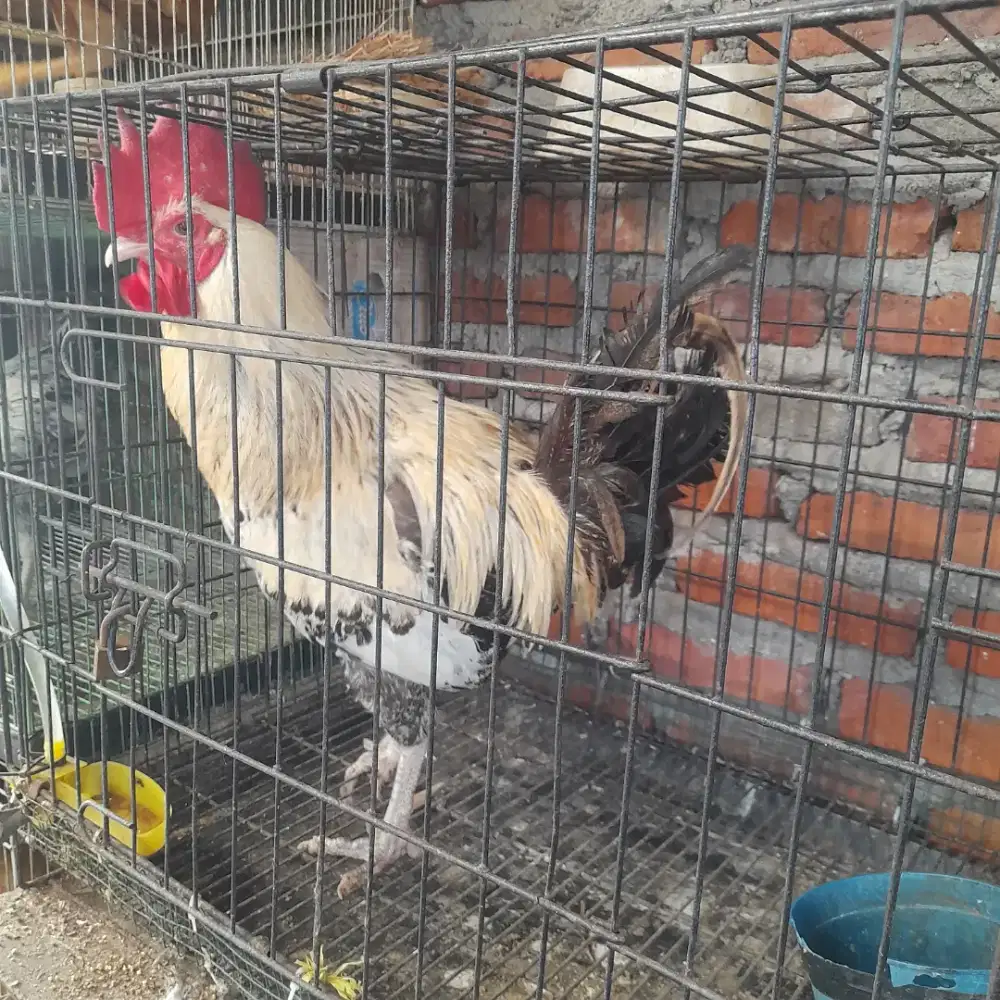 Ayam kampung jantan/jago
