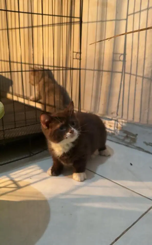 Bsh munchkin bico coco jantan 3 blnan