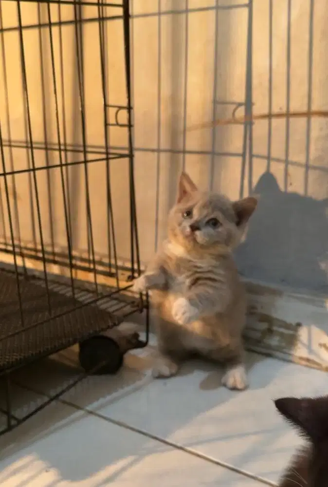 Bsh munchkin bico lilac betina