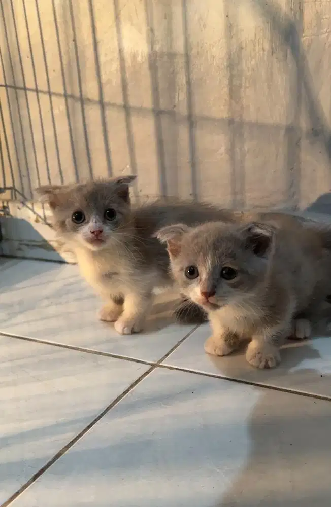 Bsh munchkin bico lilac