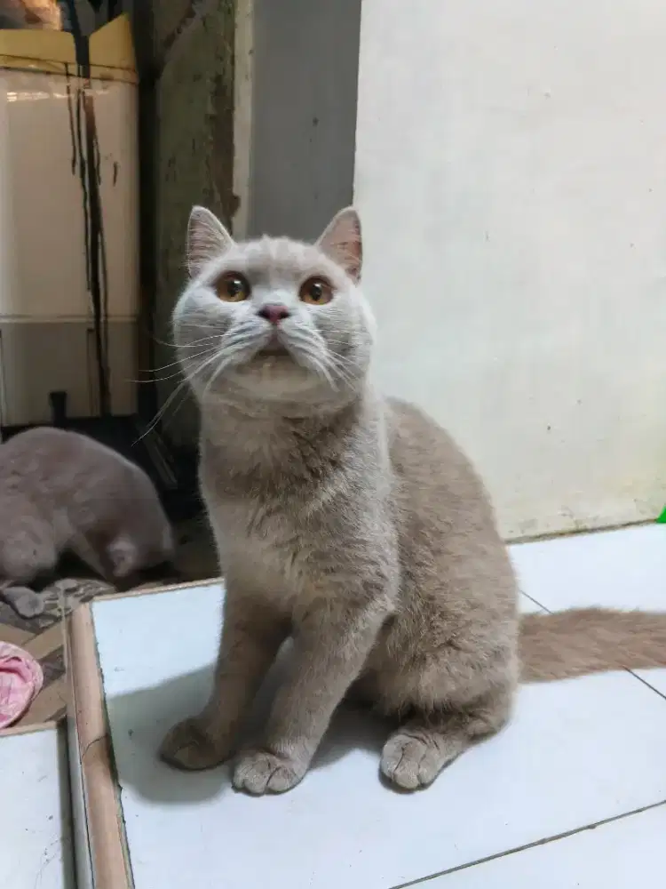 British shorthair jantan