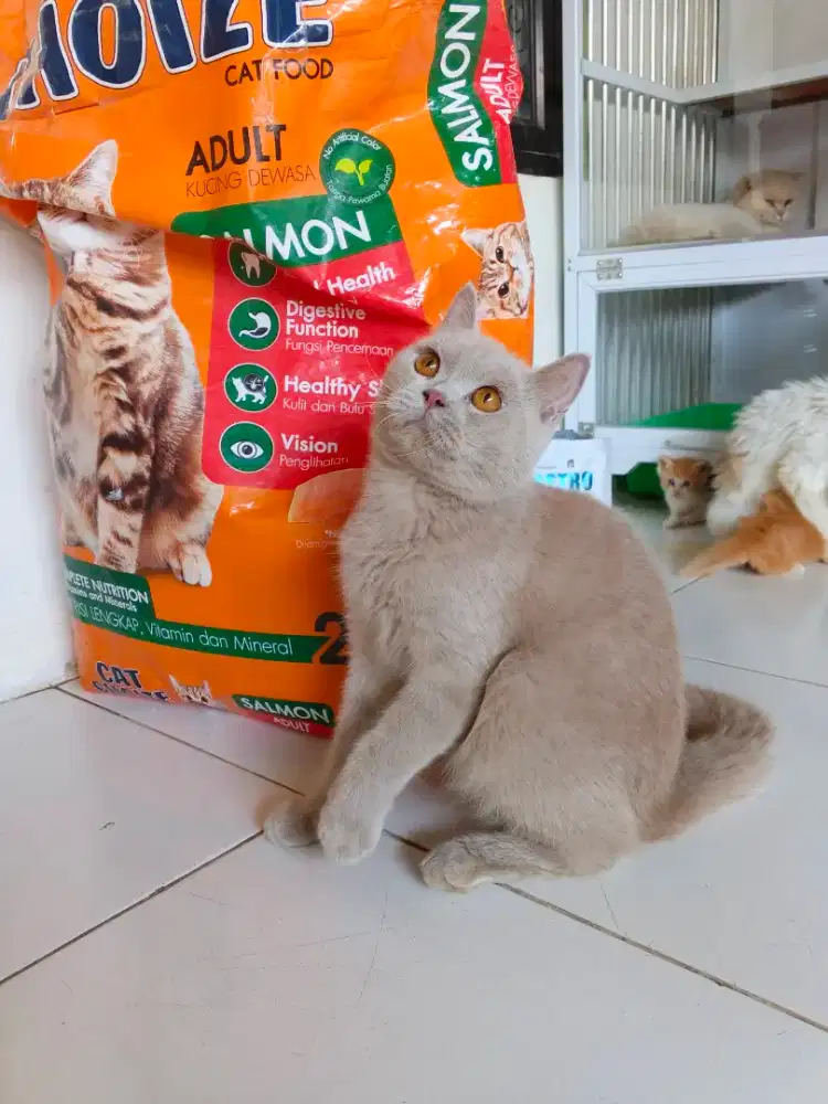 BSH British shorthair jantan lillac 10 bulan