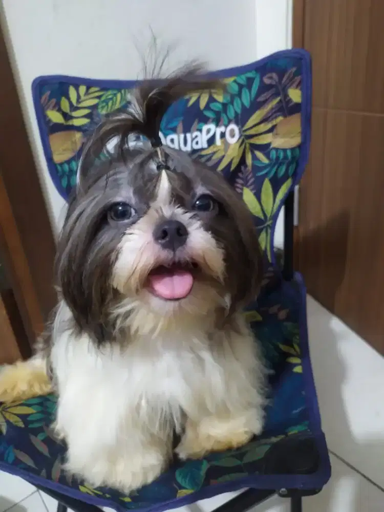 mini shihtzu usia 8 bln