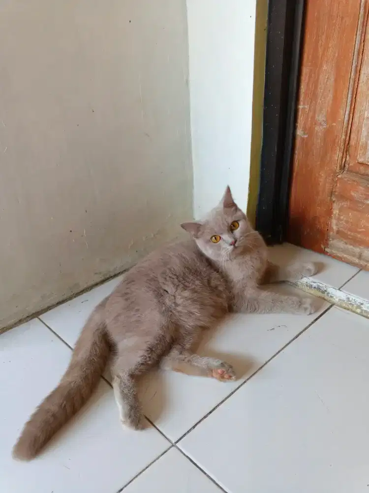 BSH British shorthair betina lillac 8 bulan