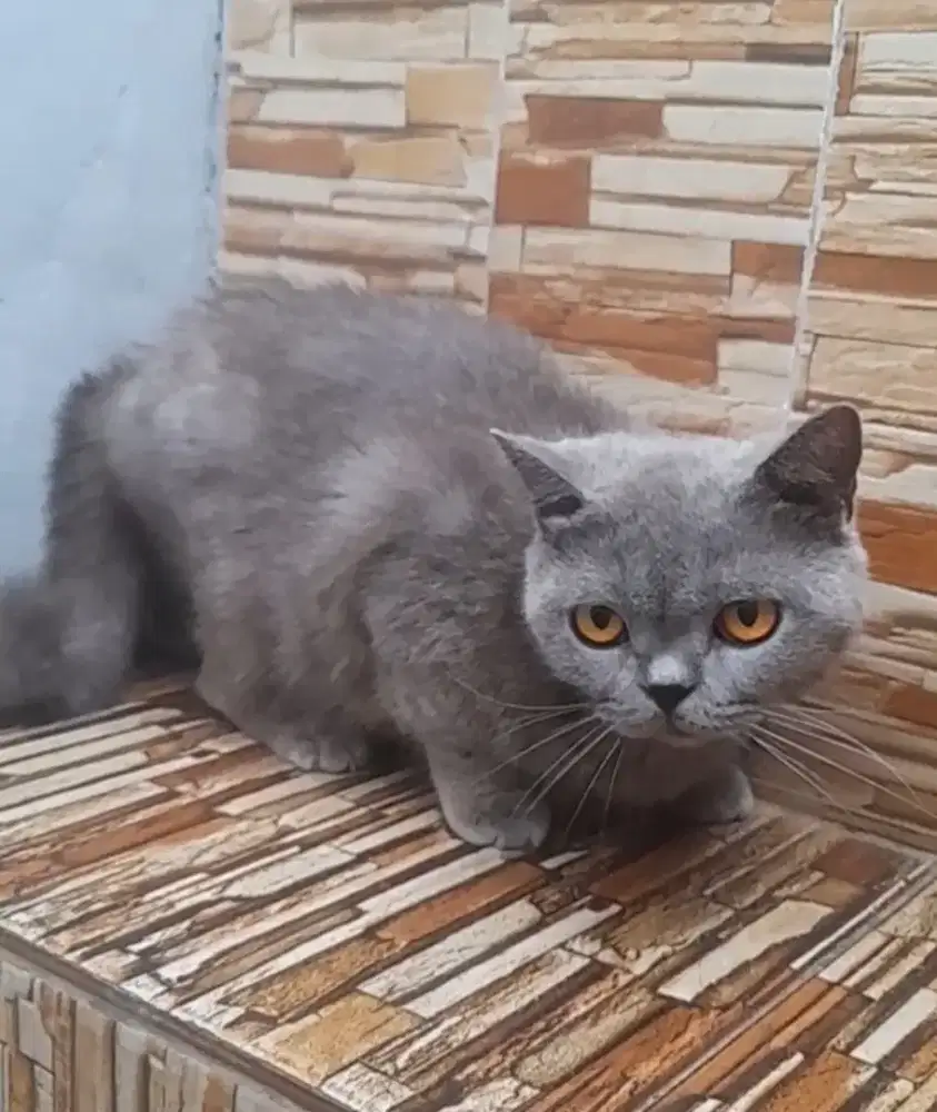 British shorthair betina