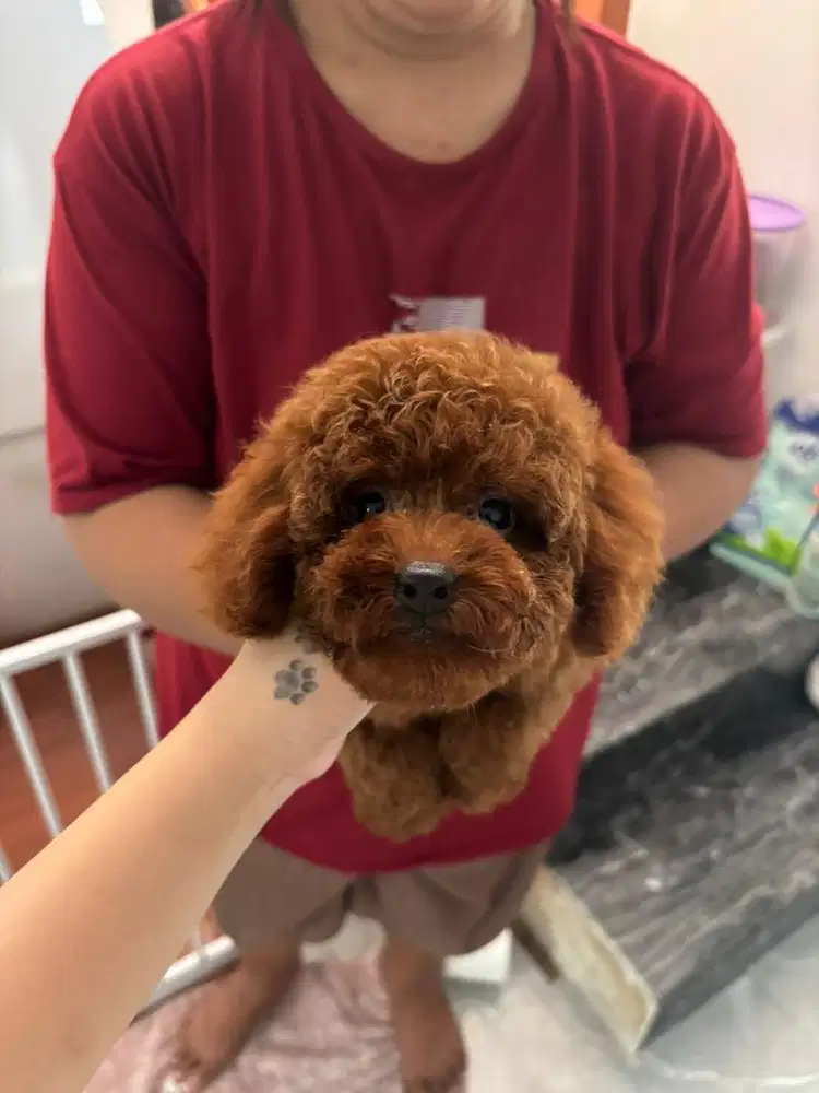 Poodle red murah