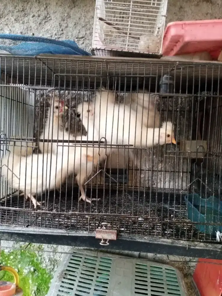 Anak ayam polandia usia 2bln