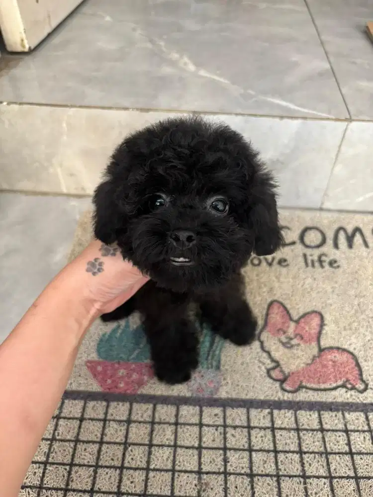 Poodle black murah
