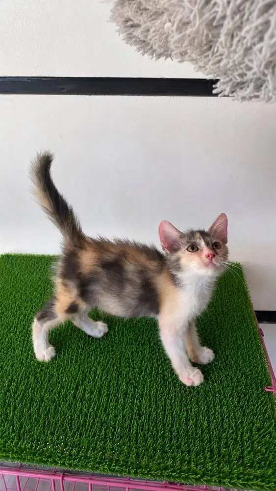 Kitten persia calico