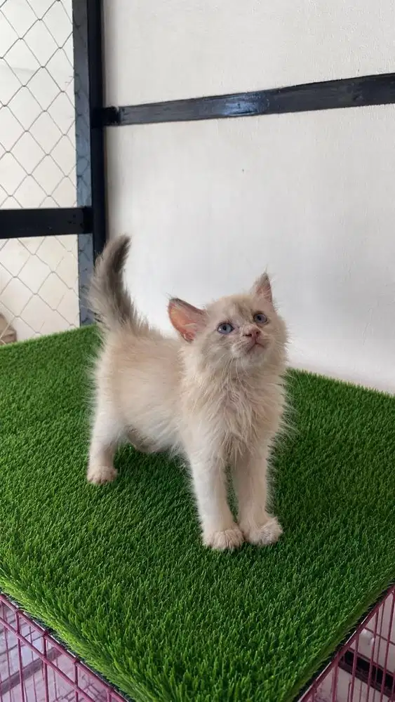 Kitten himalaya