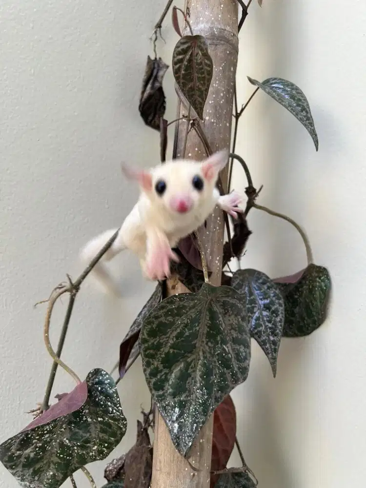 Sugar Glider Leu 3 Bulan Betina