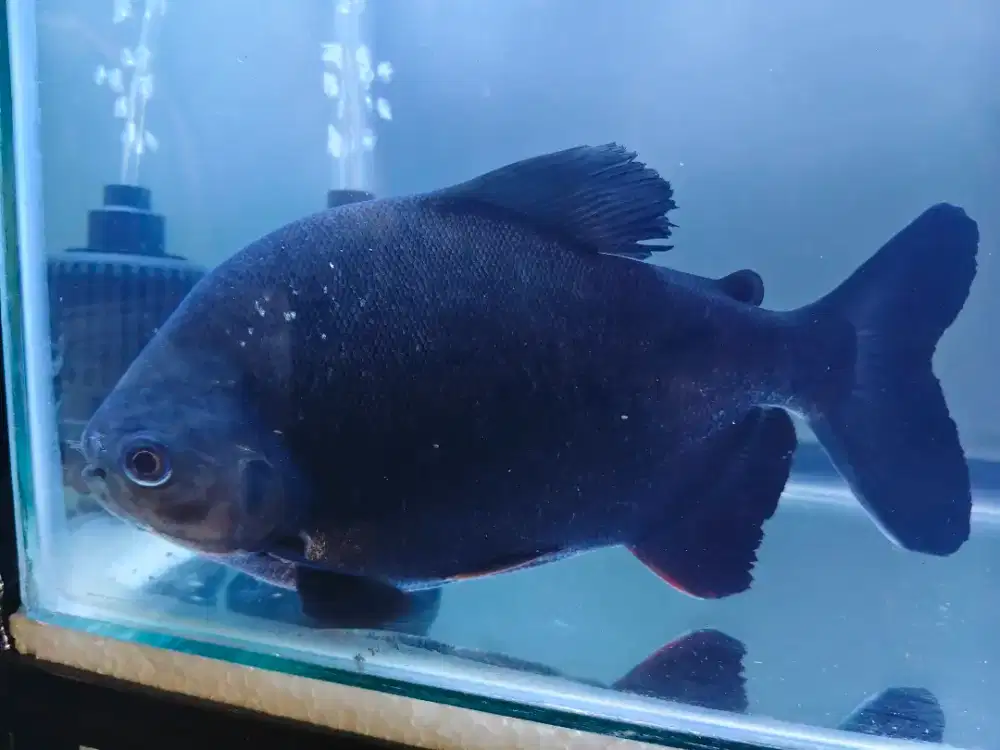 Ikan Black Pacu Bawal Hitam Arwana Louhan Channa Maskoki Cupang