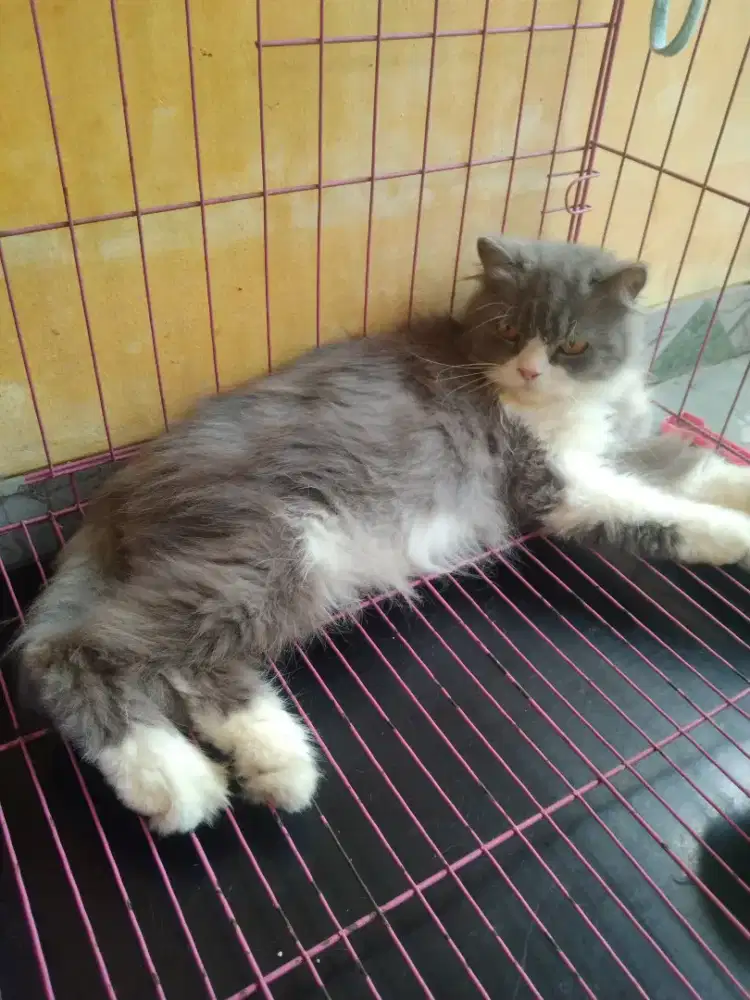Kucing persia hamil kawin sama british