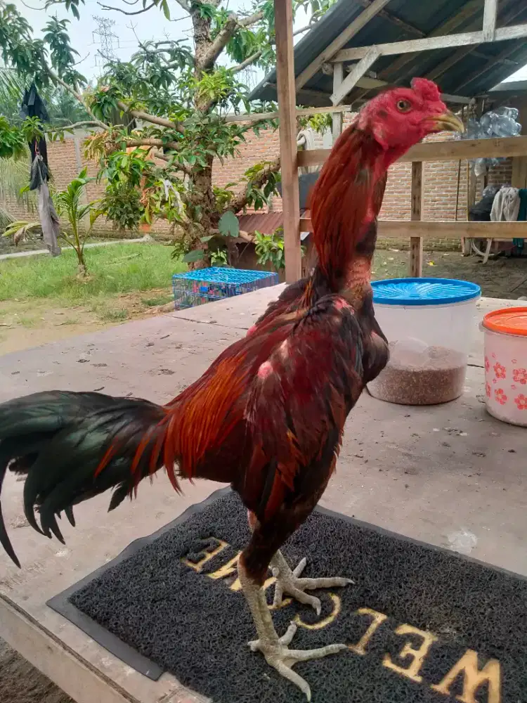 Bapakan Ayam Siam Mangon