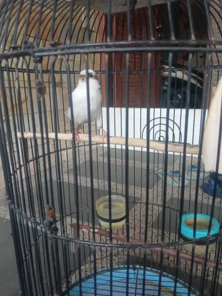Jual burung kenari panda simetris