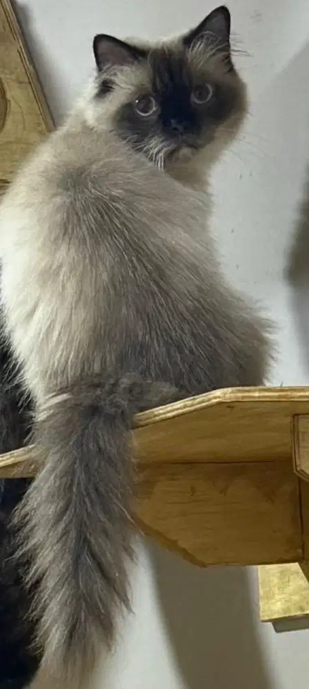 Ragdoll Seal Poin