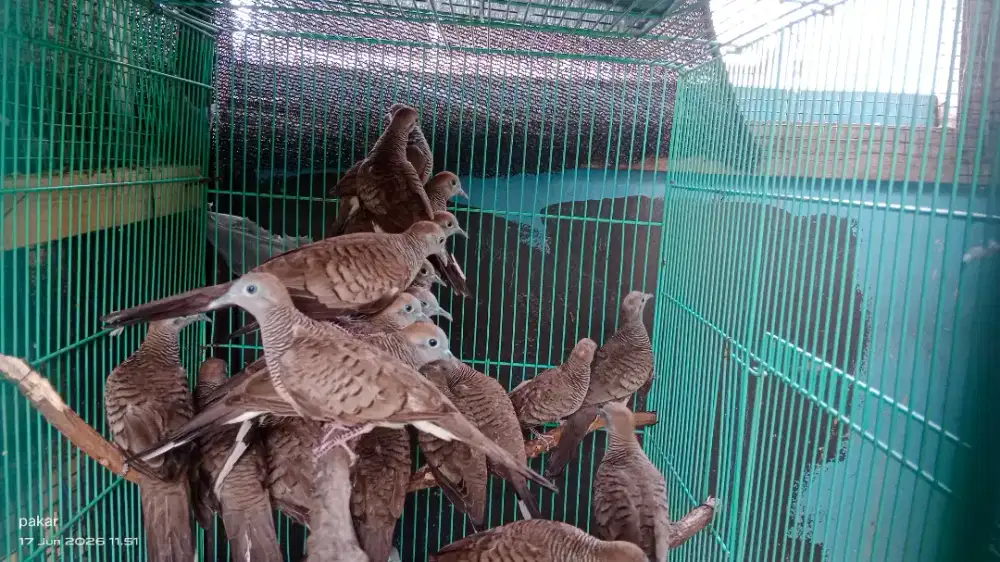 Obyokan Perkutut lokal