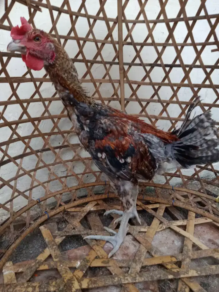 Jual ayam pelung