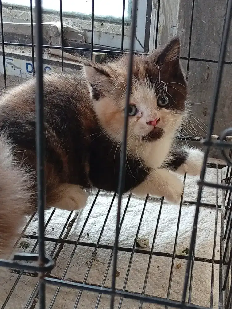 Kucing kitten 2bulan