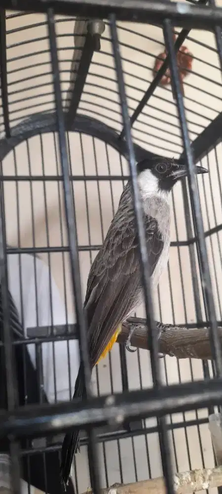Burung Kutilang gacoran