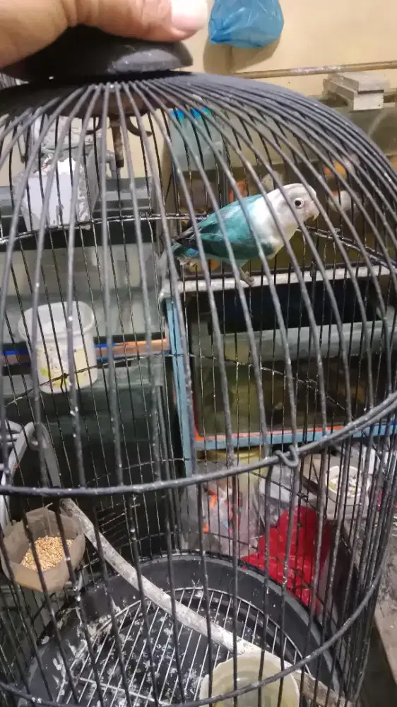 Burung love bird