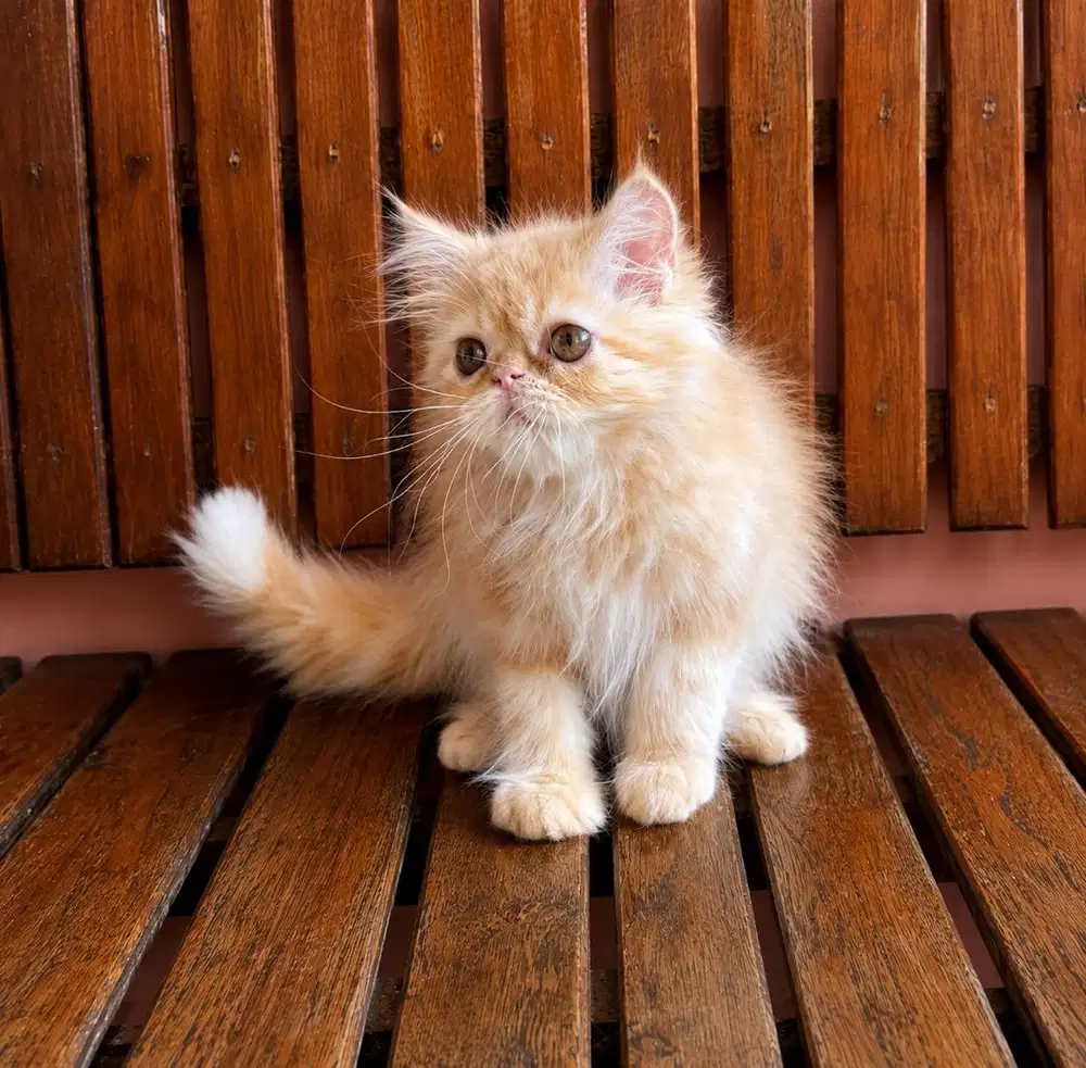 kitten persian longhair bulu kapas