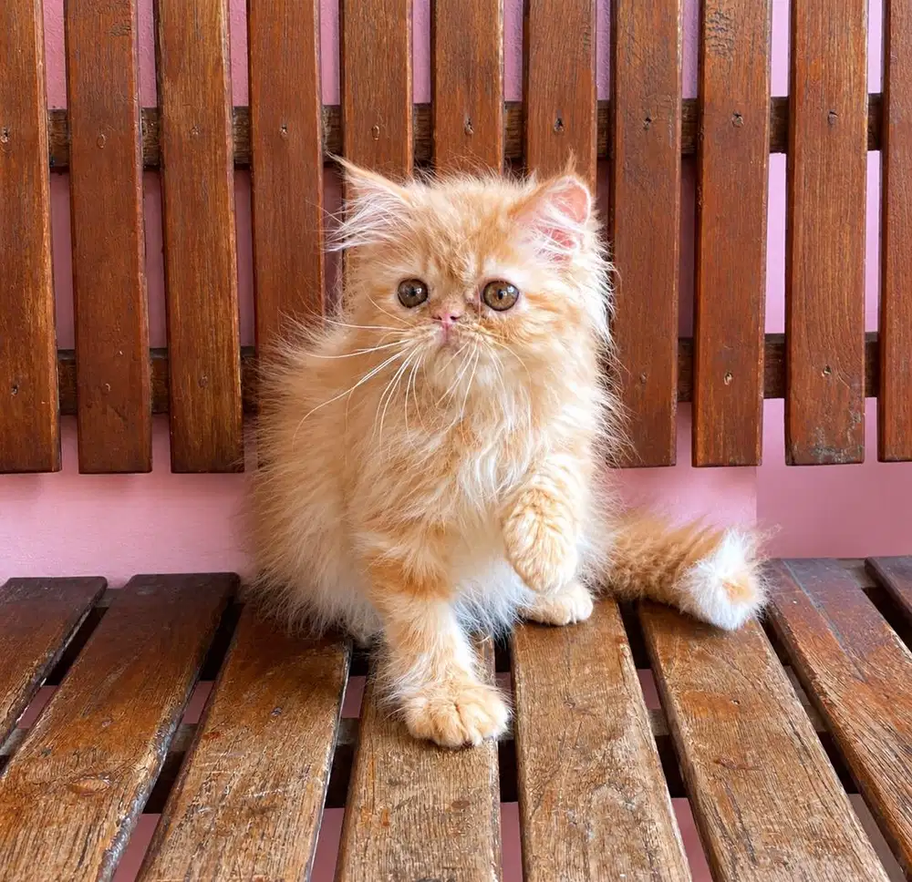 KITTEN PERSIAN LONGHAIR BULU KAPAS