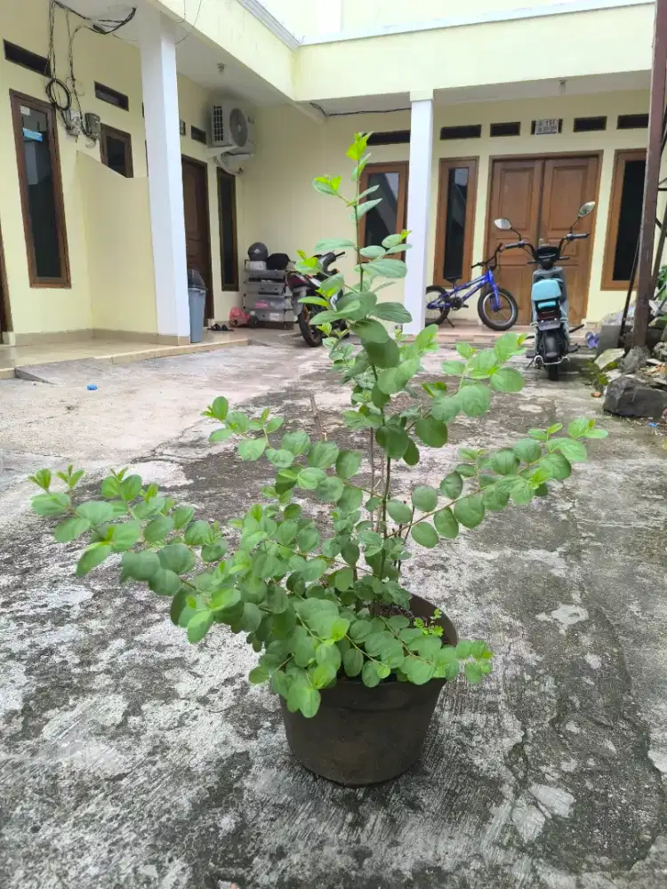 Bidara Arab rimbun