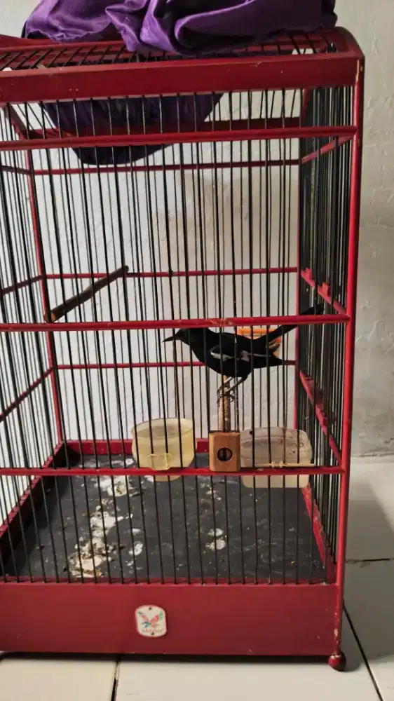 Burung kacer Jawa Timur gacor volume pengeng fullset