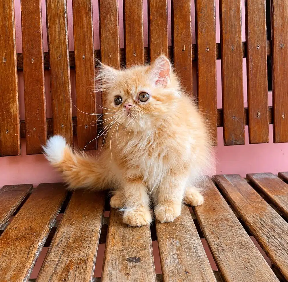 KITTEN PERSIAN FLATNOSE LONGHAIR BULU KAPAS