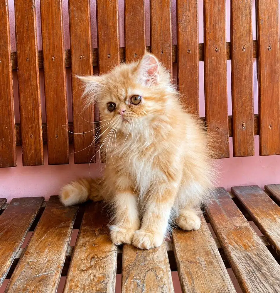 KITTEN PERSIAN FLATNOSE BULU KAPAS LONGHAIR