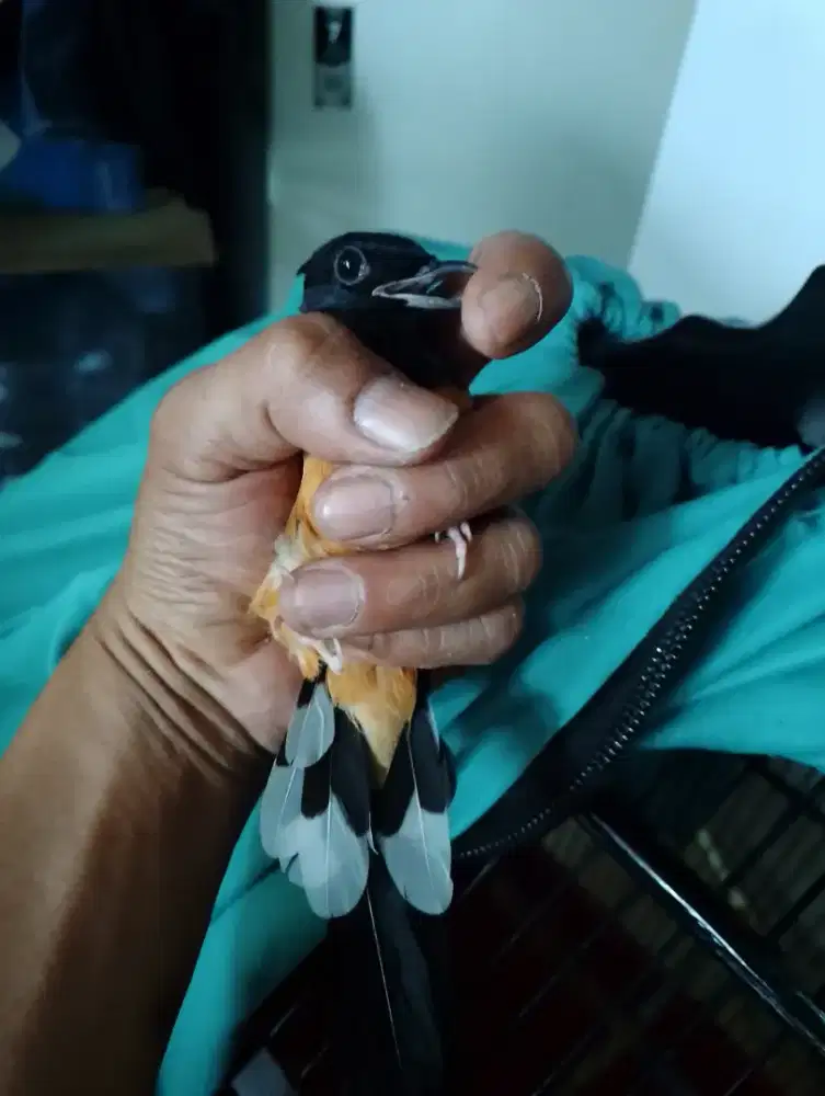 Burung murai & kandang no.1+krodong