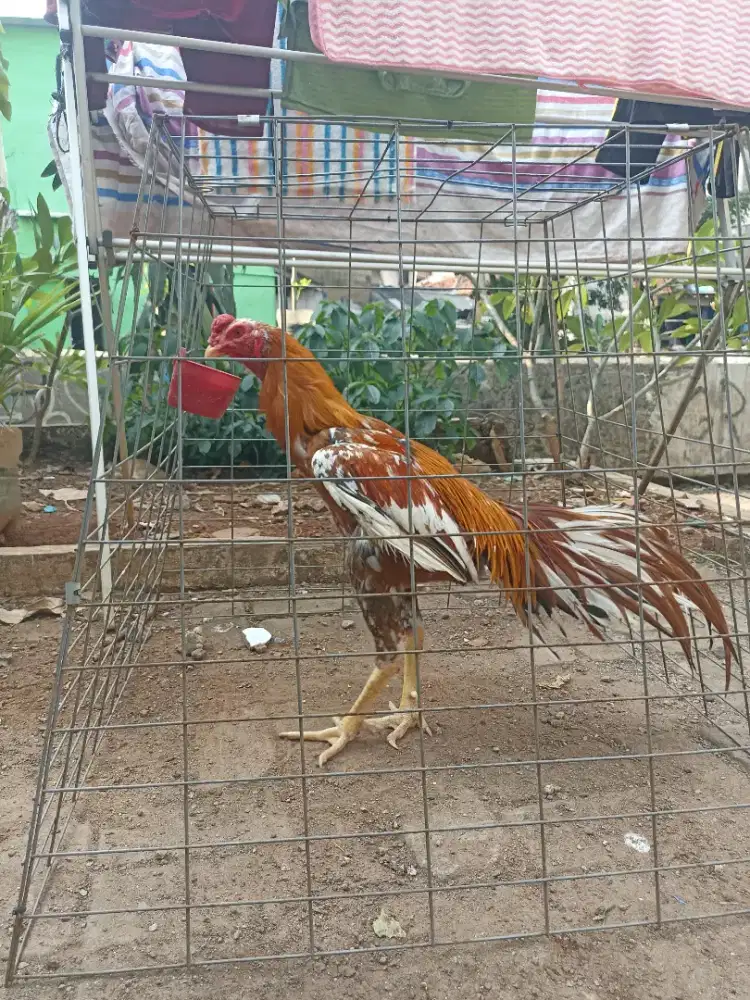Ayam bangkok ekor lidi jantan