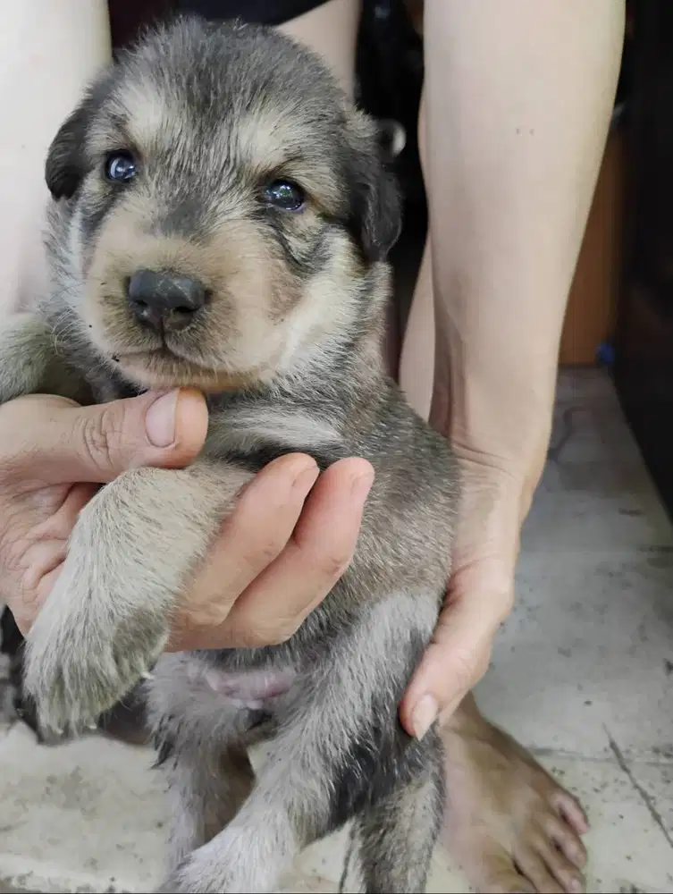 Puppies husky jantan betina