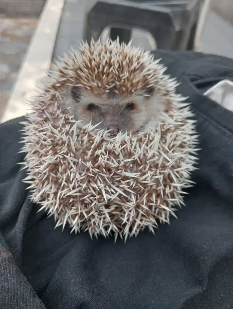 Landak mini betina