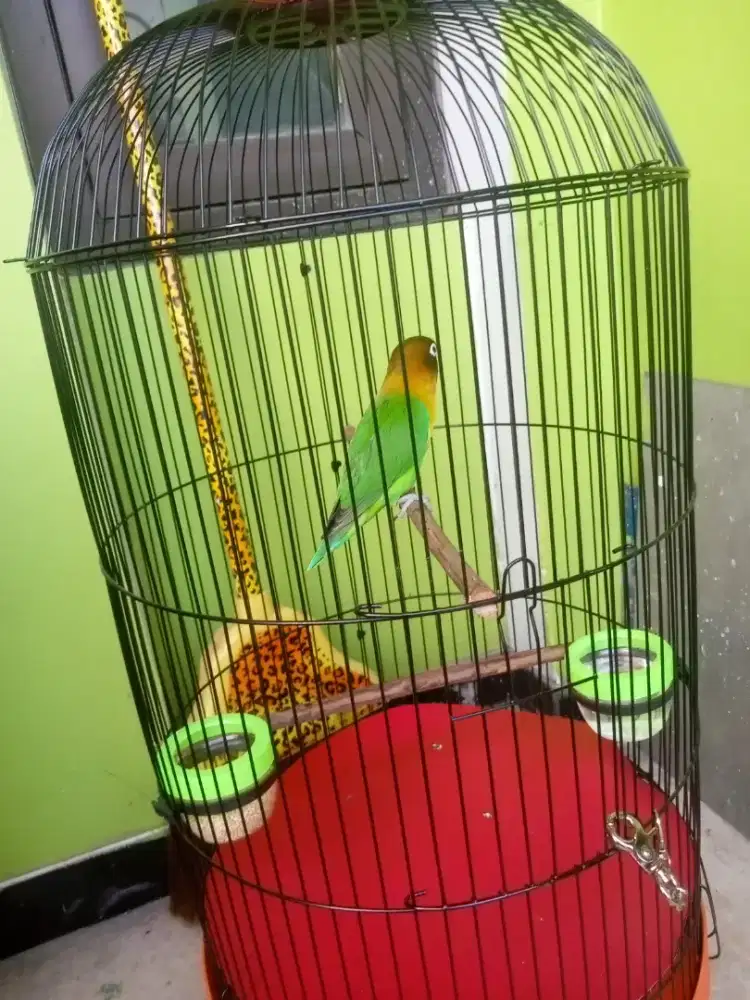 LOVEBIRD JOSAN IJO