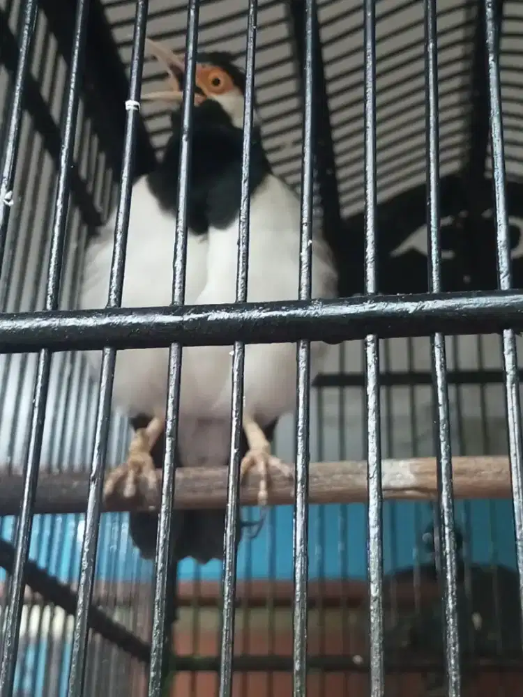 Jalak suren brisik gacor cocok buat stpm rmh deker mapan