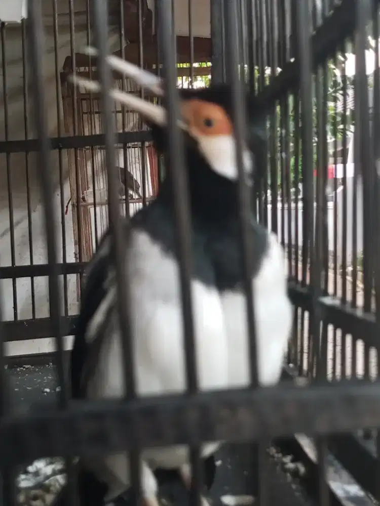 Jalak suren gacor jinak dker mapan