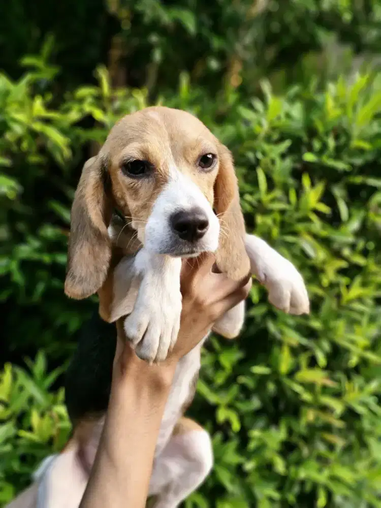 Beagle betina puppies