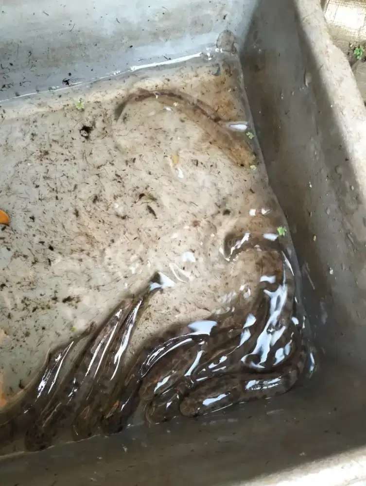 Ikan gabus ukuran 2 jari