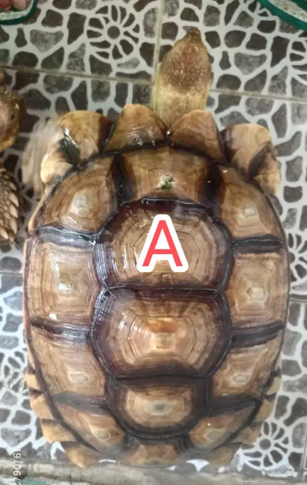 Sulcata jantan sehat terawat