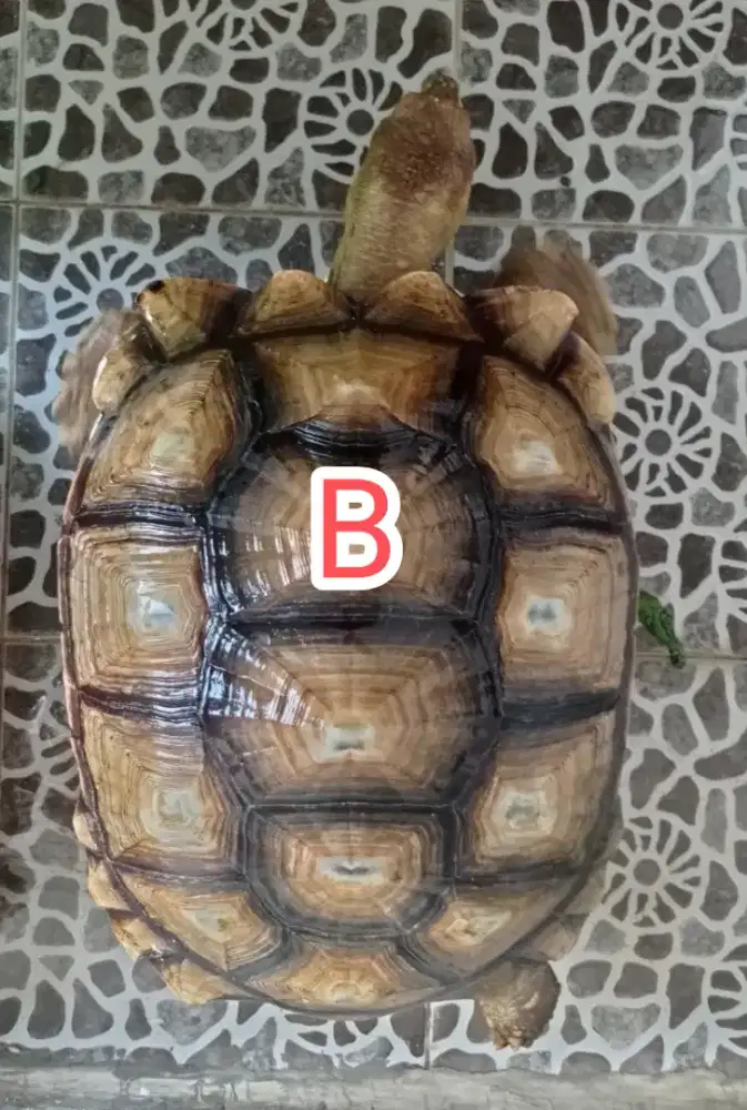 Kura kura sulcata betina