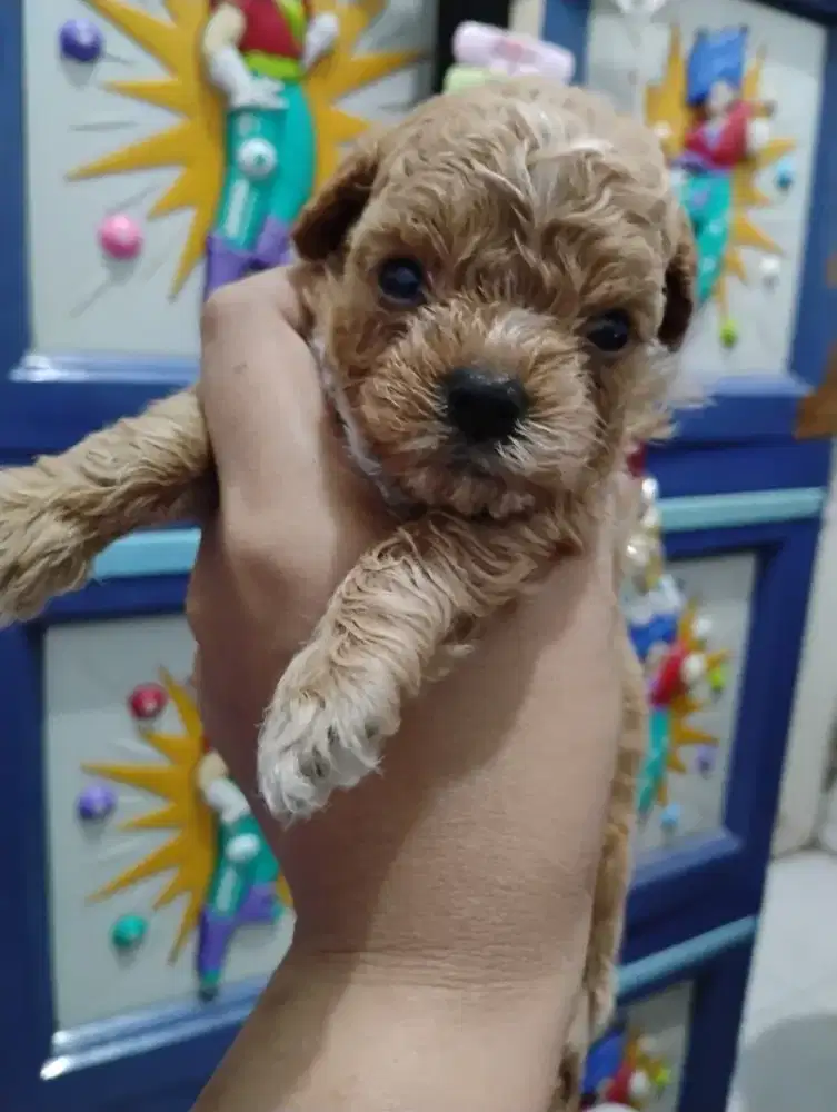Anjing Poodle jantan usia 1,5 bulan
