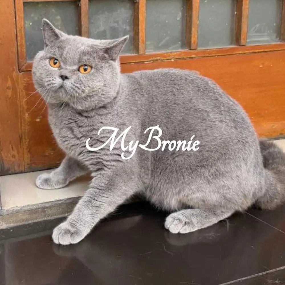 Kucing british shorthair pejantan gembul