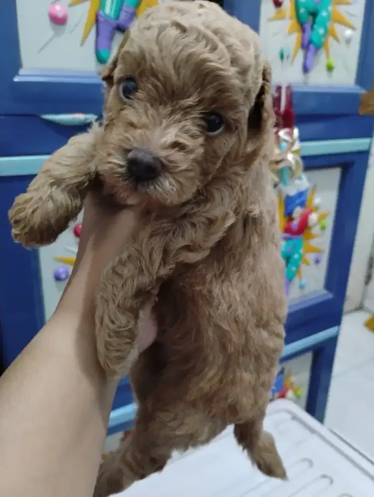 Anjing Poodle usia 1,5 bulan jantan