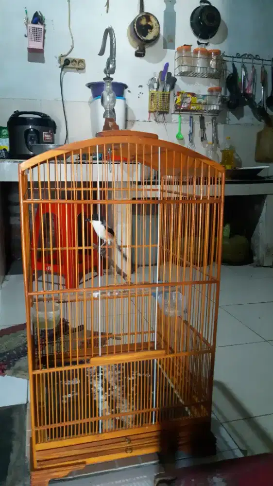 Cendet gondrong