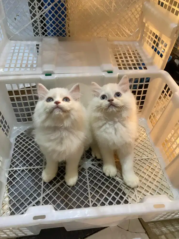 Kucing Himalaya super gembul